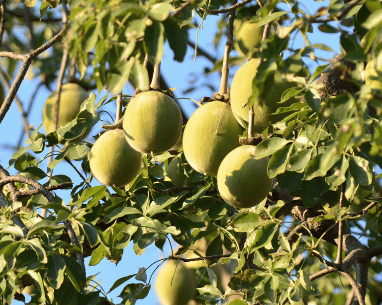 5 Benefits of Baobab Fruit