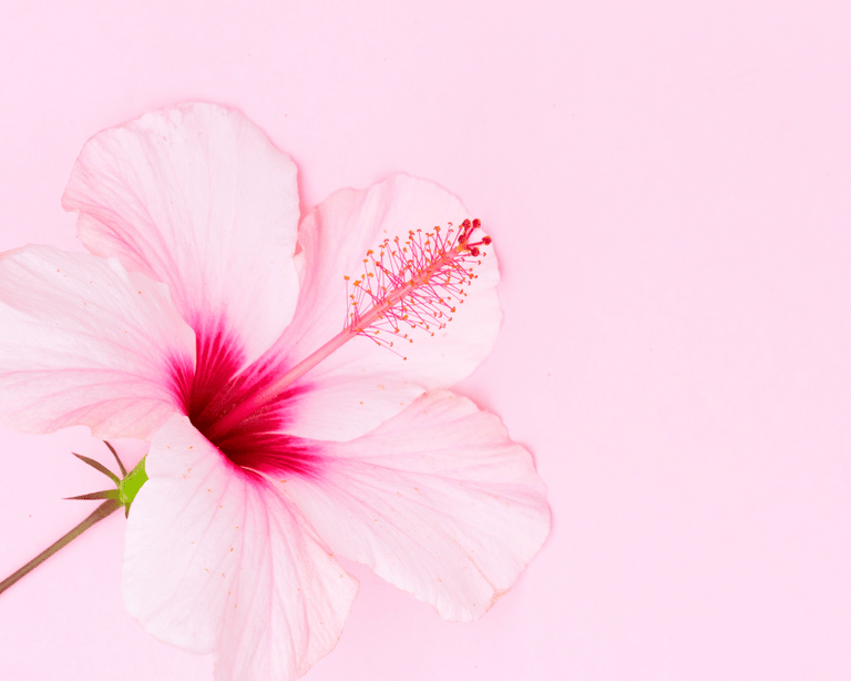 *Balance Tonic do not publish* 7 Reasons Why Your Body Loves Hibiscus