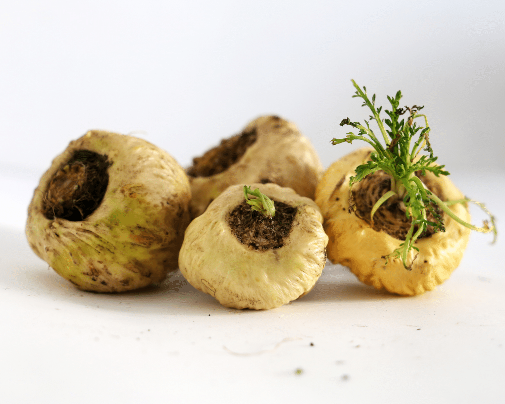 *Balance Tonic do not publish* The Health Benefits of Maca Root