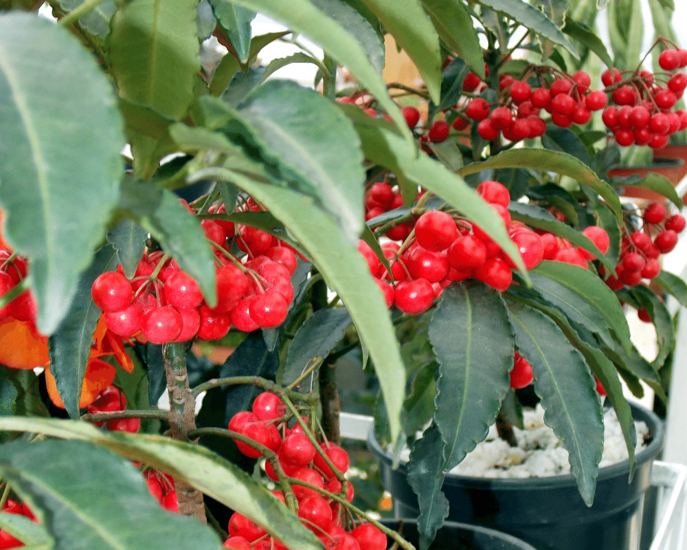 Guarana: Nature's naturally energising superfood