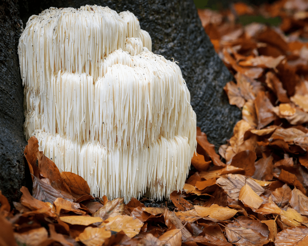 Lion's Mane Mushroom