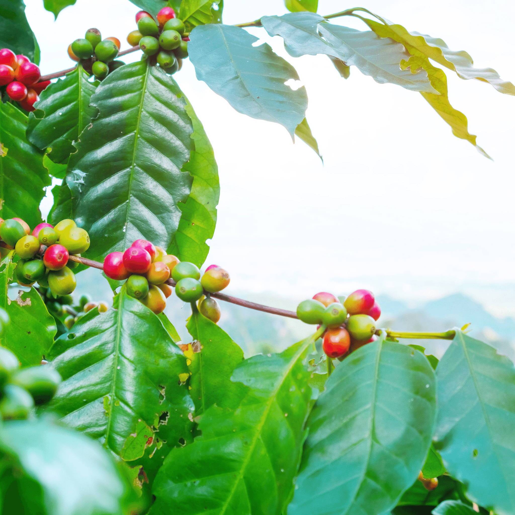 Coffee Bean Plants