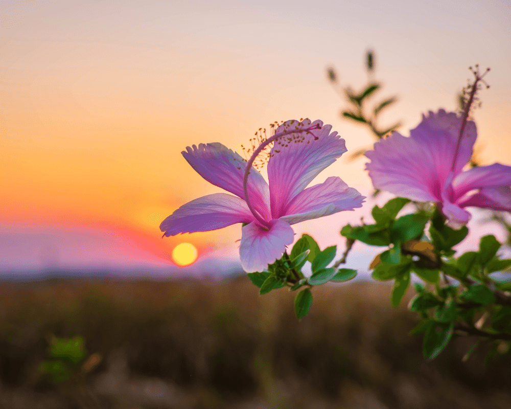 Nutrition for the Menopause