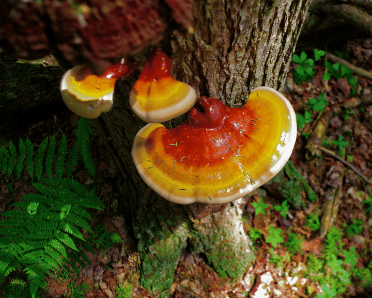 Reishi Mushroom: Queen of the Mushroom Kingdom