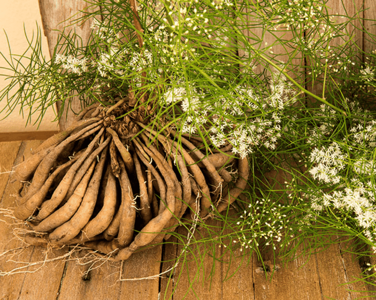 Shatavari: Queen of Herbs & Natural Adaptogen