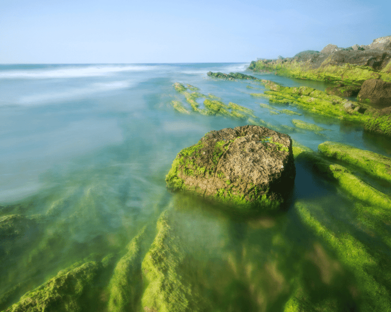Spirulina & Chlorella: Is Algae the most sustainable food on the planet?