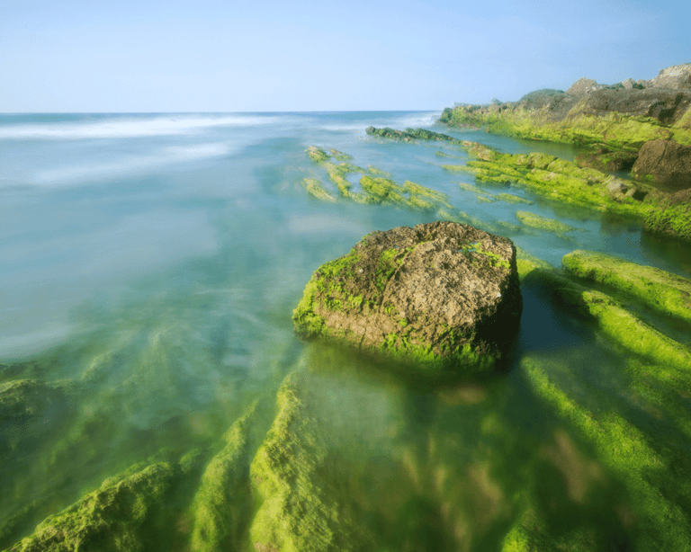 Spirulina & Chlorella: Is Algae the most sustainable food on the planet?