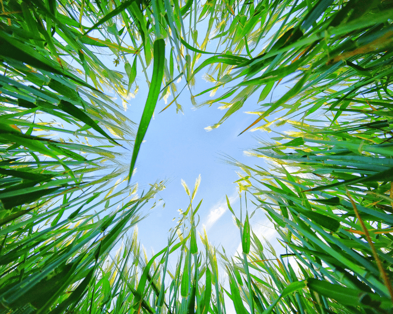 What are the Benefits of Wheatgrass and  Barley Grass?