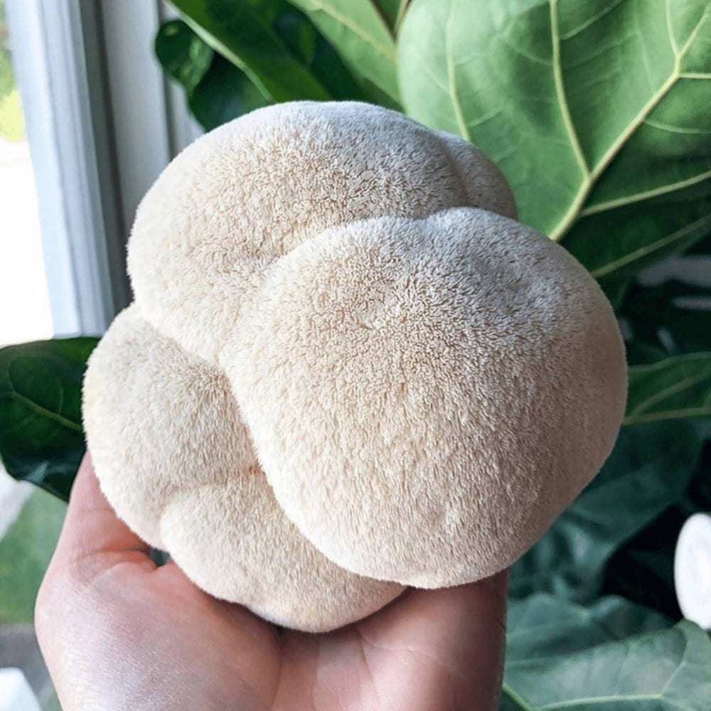 Where Do Our Medicinal Mushrooms Come From?