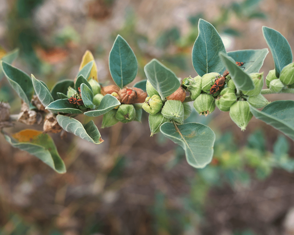 Why is KSM-66 Ashwagandha best?