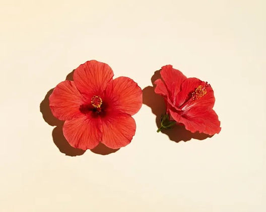 Hibiscus & Wild Blueberry