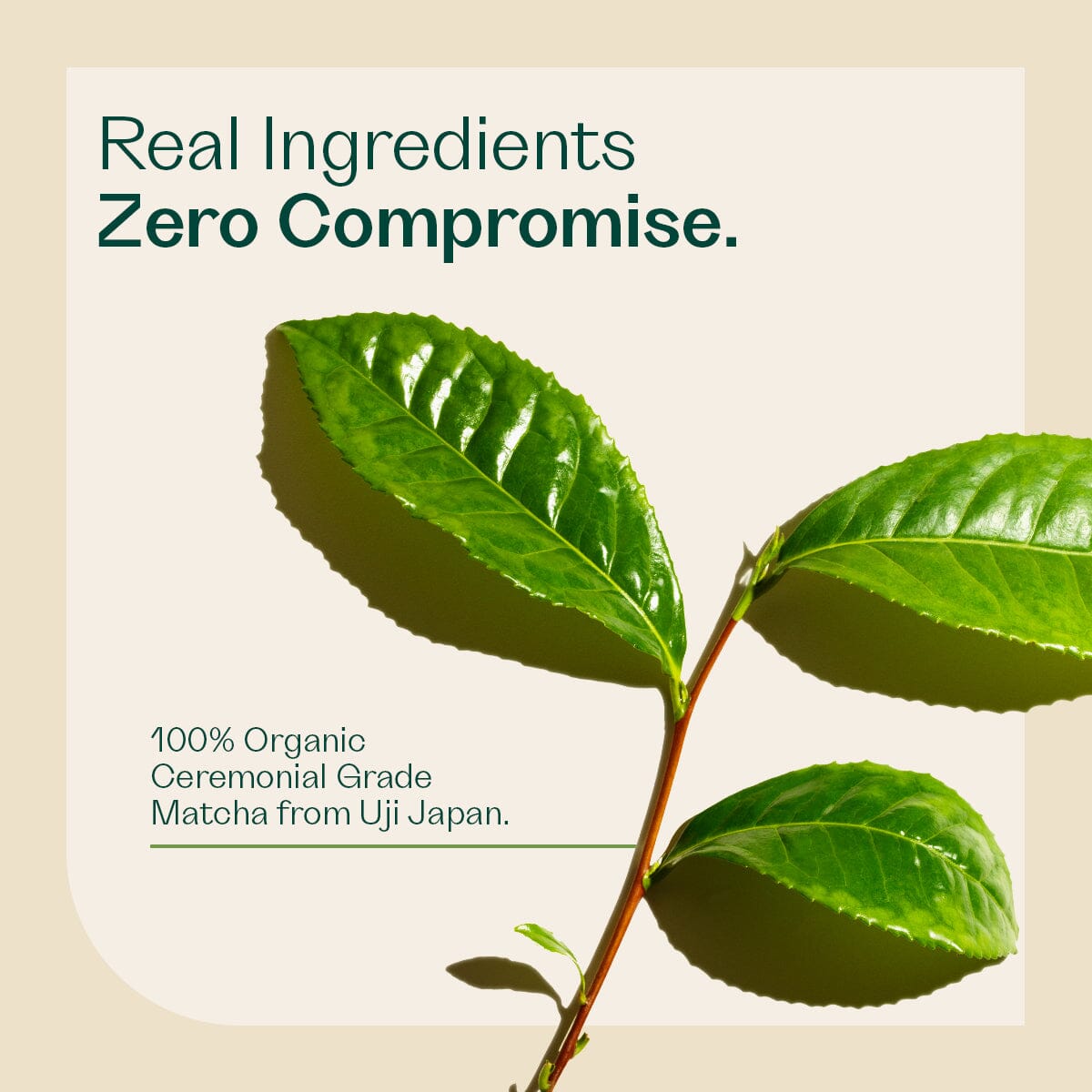 Ceremonial Matcha Hot Drink Pouch Rheal 