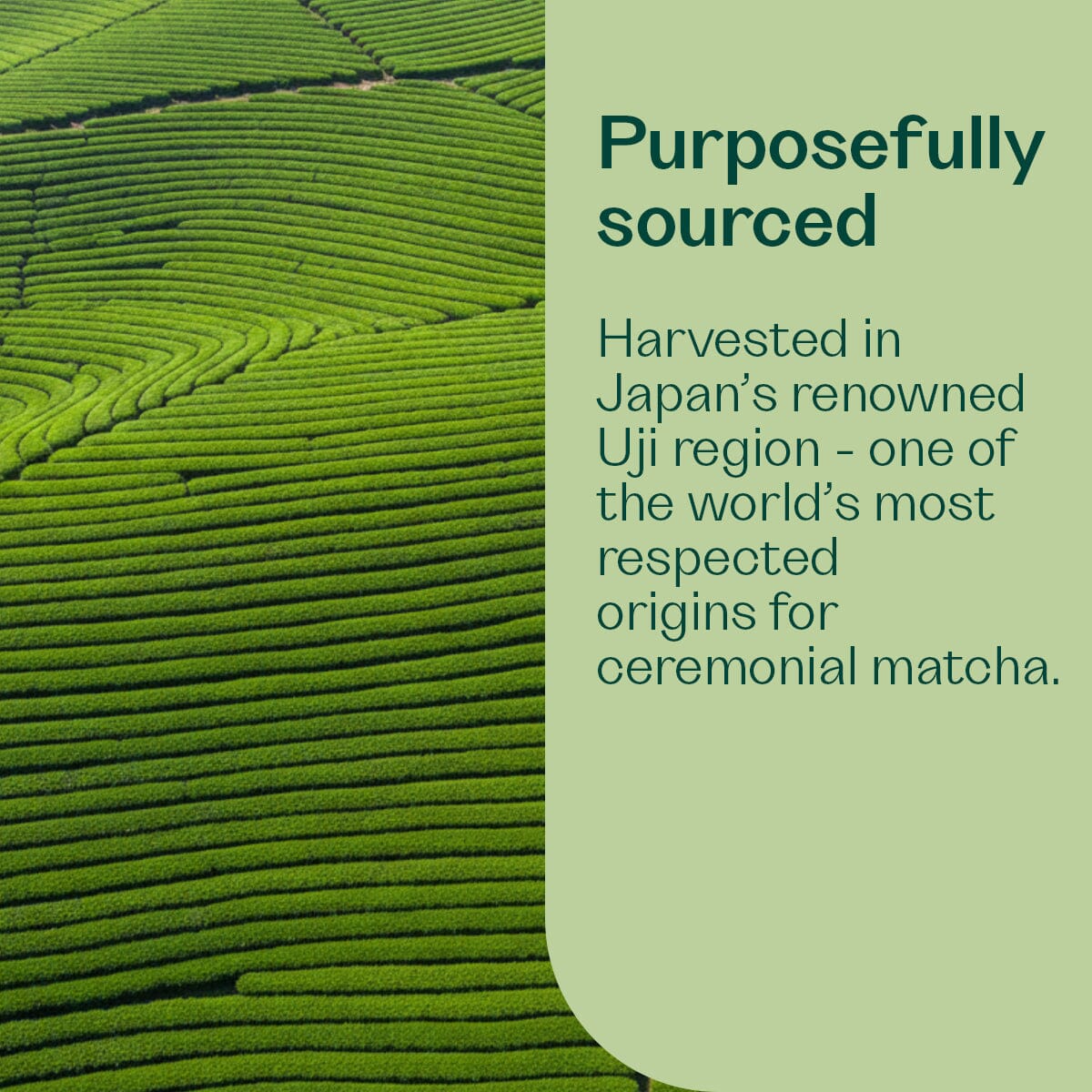 Ceremonial Matcha Hot Drink Pouch Rheal 