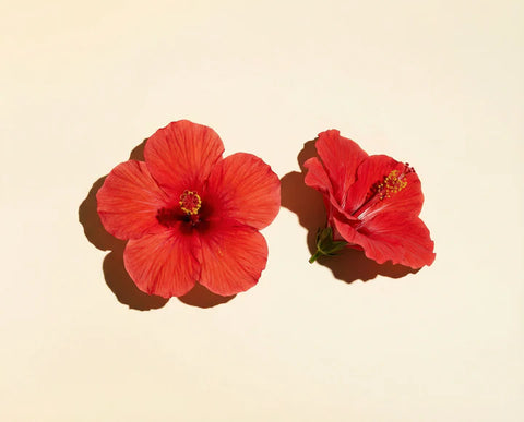 Hibiscus Pink