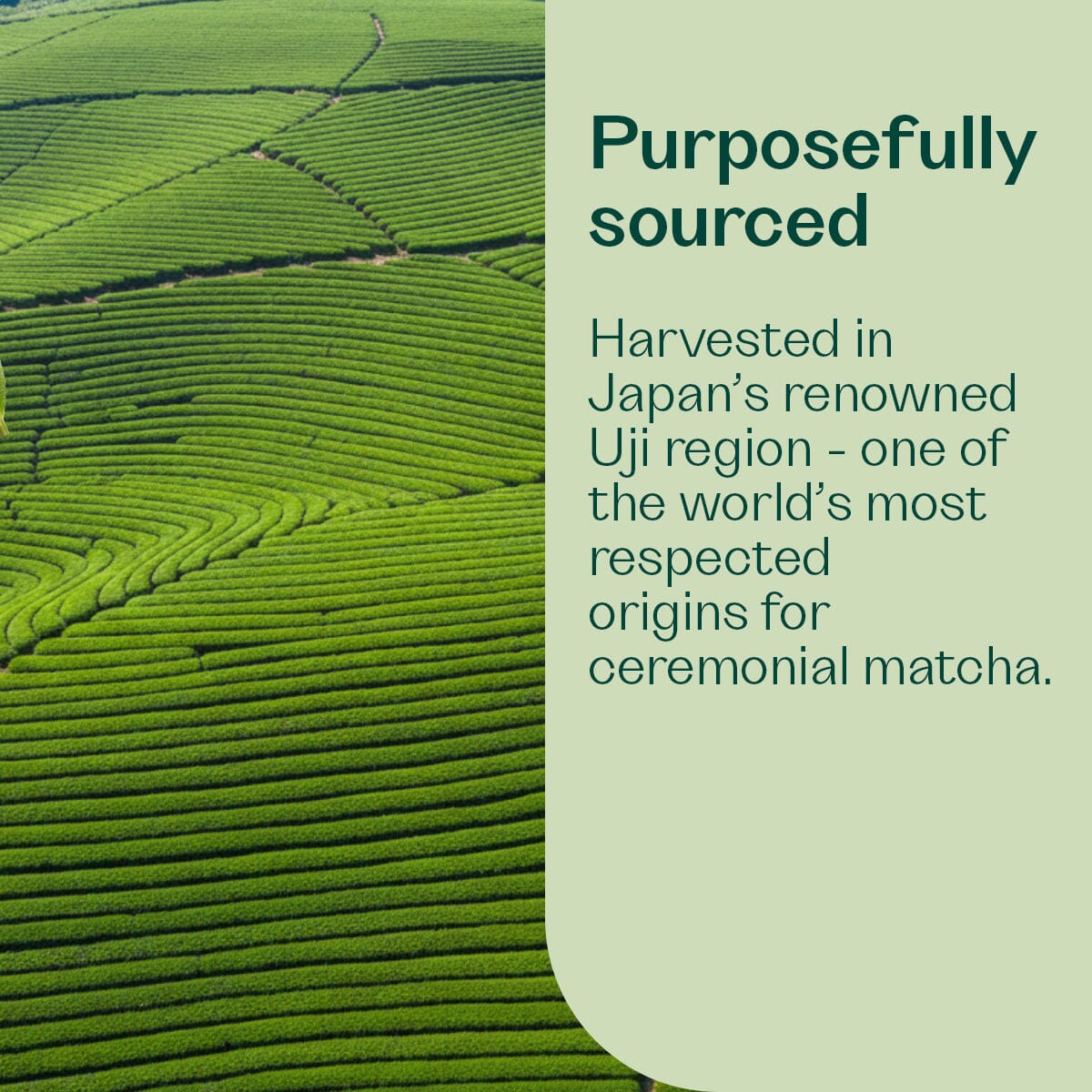 Magic Matcha Single Blend Rheal Superfoods 