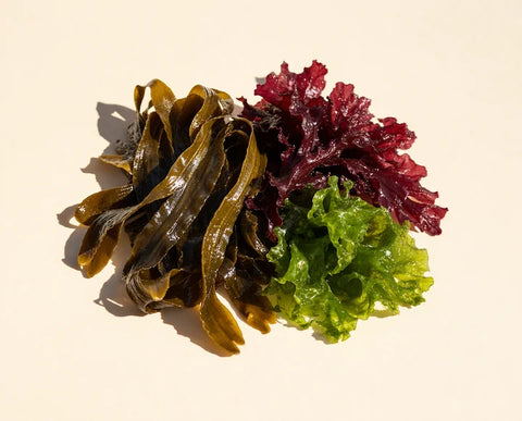Puresea® Protect Seaweed